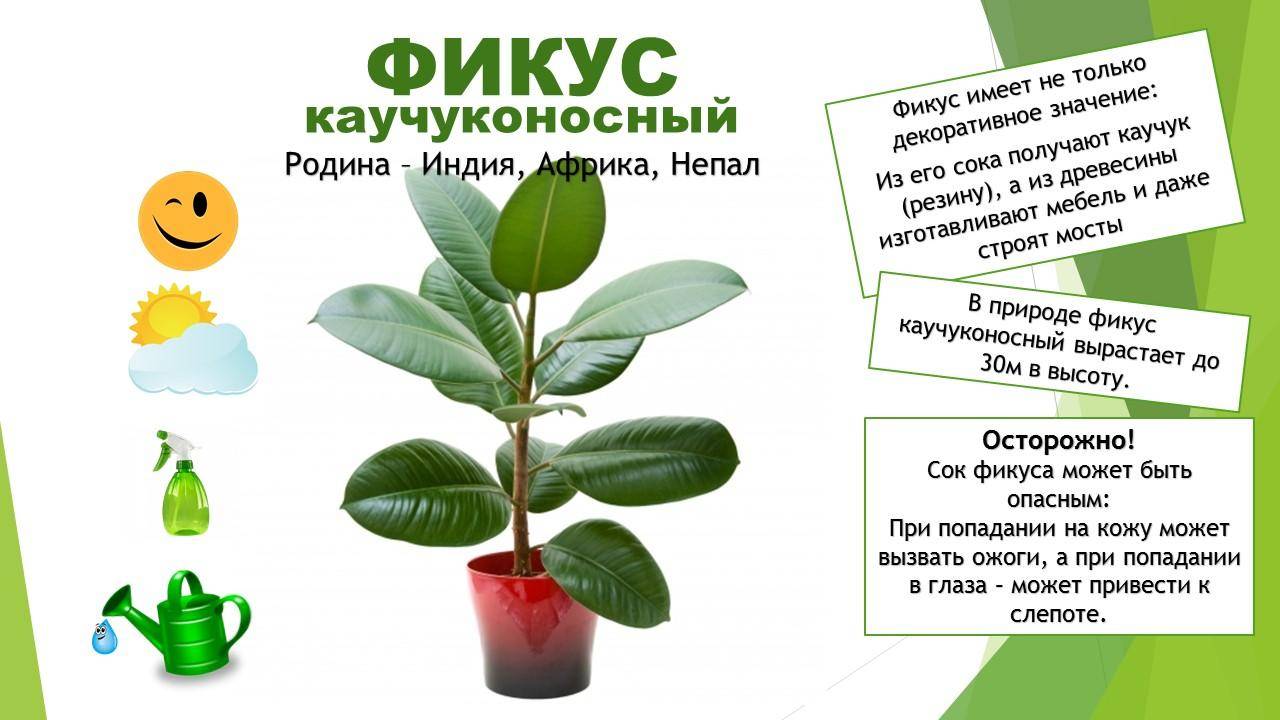 Выращивание цветов на дому как бизнес в 2023 году – biznesideas.ru
