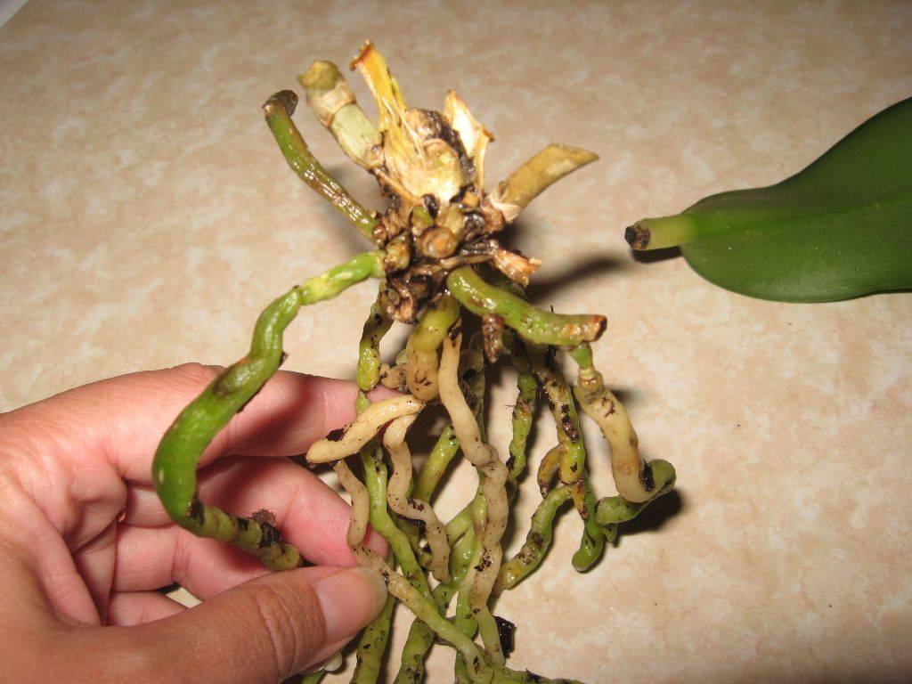 Домашнее цветоводство: как реанимировать орхидею