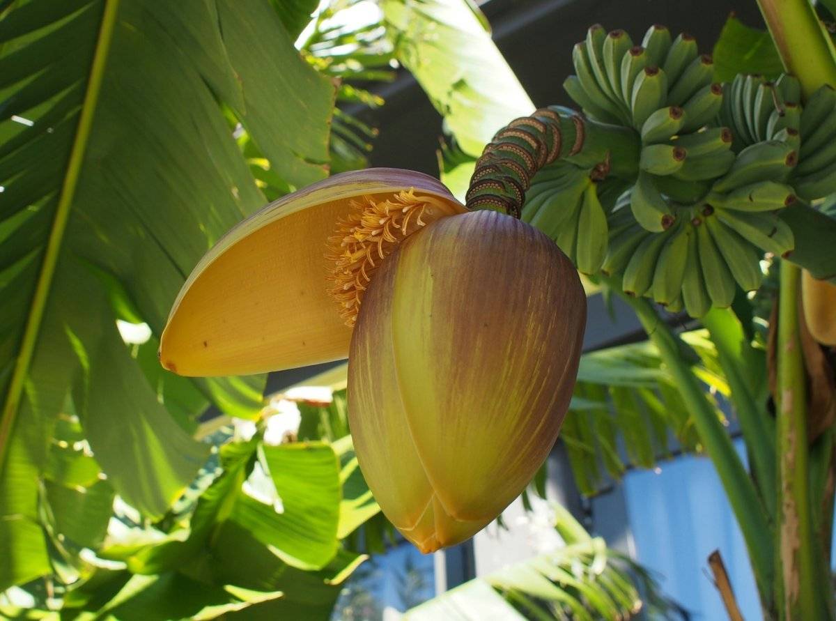 Как размножаются бананы? особенности, способы и интересные факты