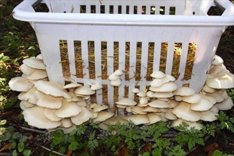 Выращивание грибов на даче и в огороде (мини-инструктаж)