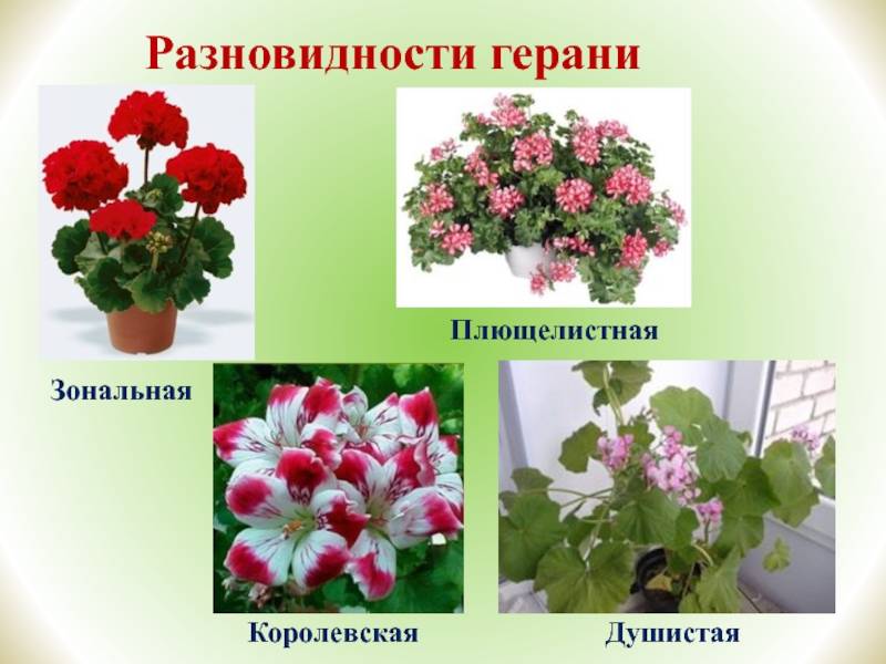 Классификация пеларгоний: сорта, виды, группы | цветок в доме