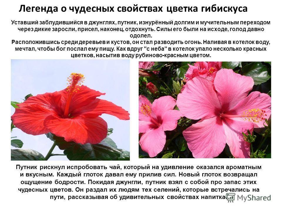Китайская роза или гибискус - цветок сметри (20 фото) - roza-i-fialka.ru