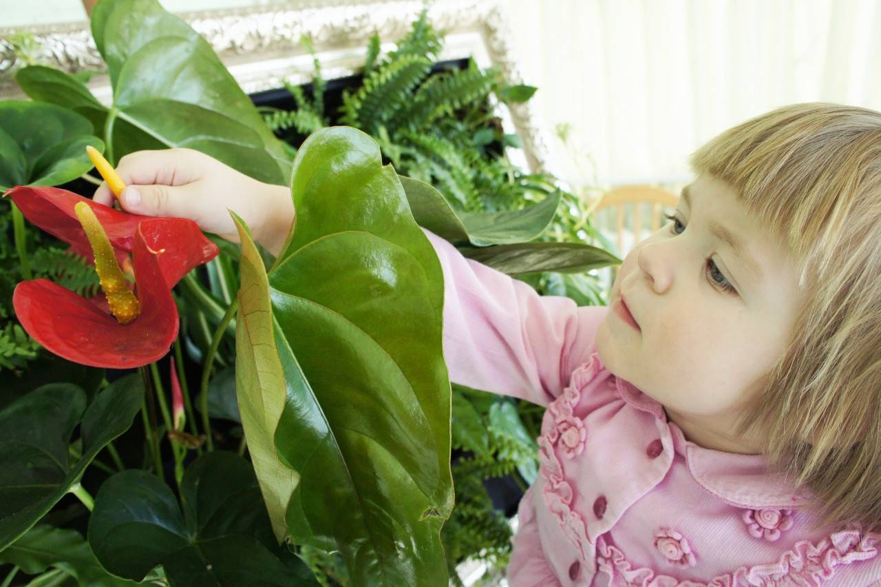 «детский сад» или 13 лучших растений и цветов для спальни ребенка