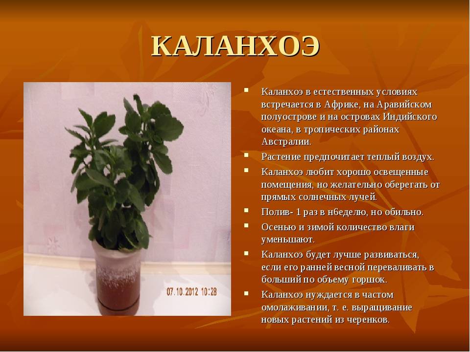 Каланхоэ каландива мини: уход в домашних условиях, особенности размножения цветка
