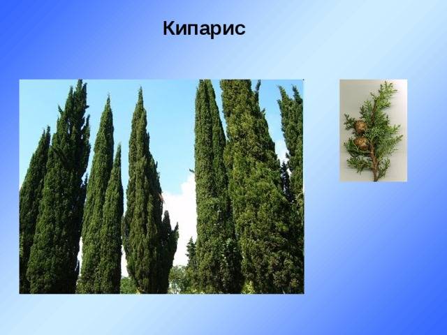 Растение кипарисовик: фото, виды и сорта, посадка и уход