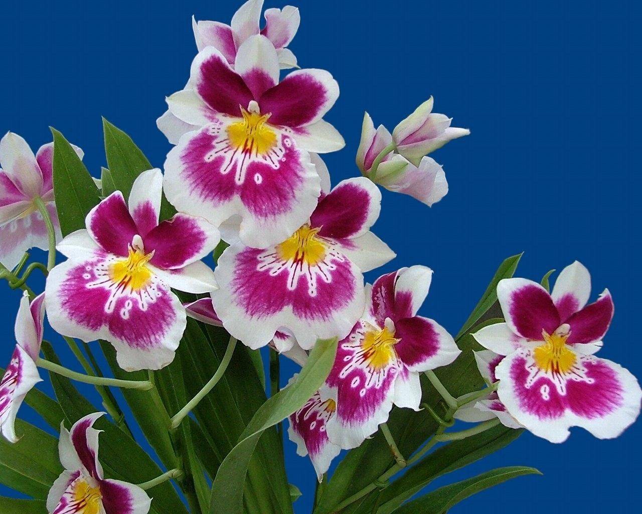 Орхидея мильтония: особенности и уход в домашних условиях