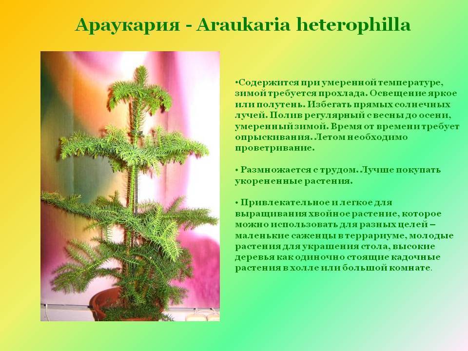 Араукария разнолистная (норфолкская сосна): фото и описание, уход в домашних условиях, размножение