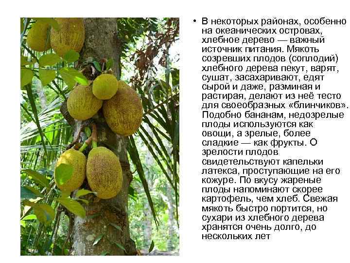 Что такое хлебное дерево и где оно растет? — life-sup.ru