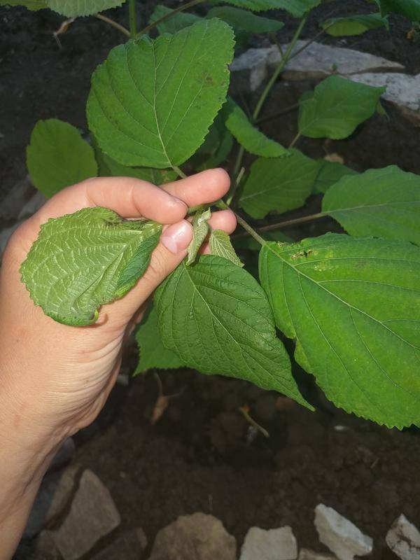 Бледнеют листья гортензии, как лечить?
