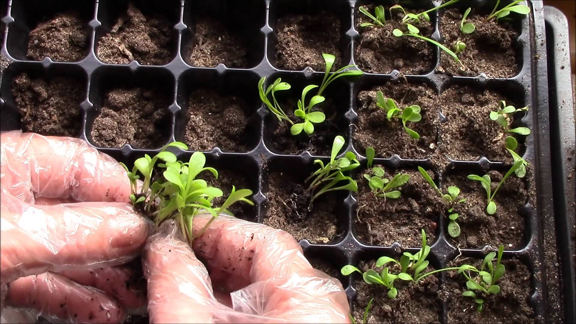 Агротехника выращивания цветка платикодона в открытом грунте: как ухаживать, размножать