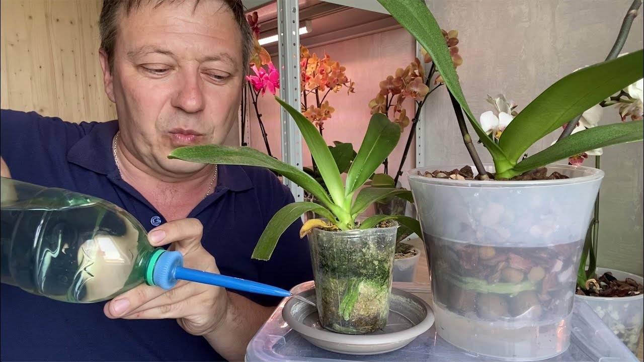 Как правильно поливать орхидею в домашних условиях - правила и частота