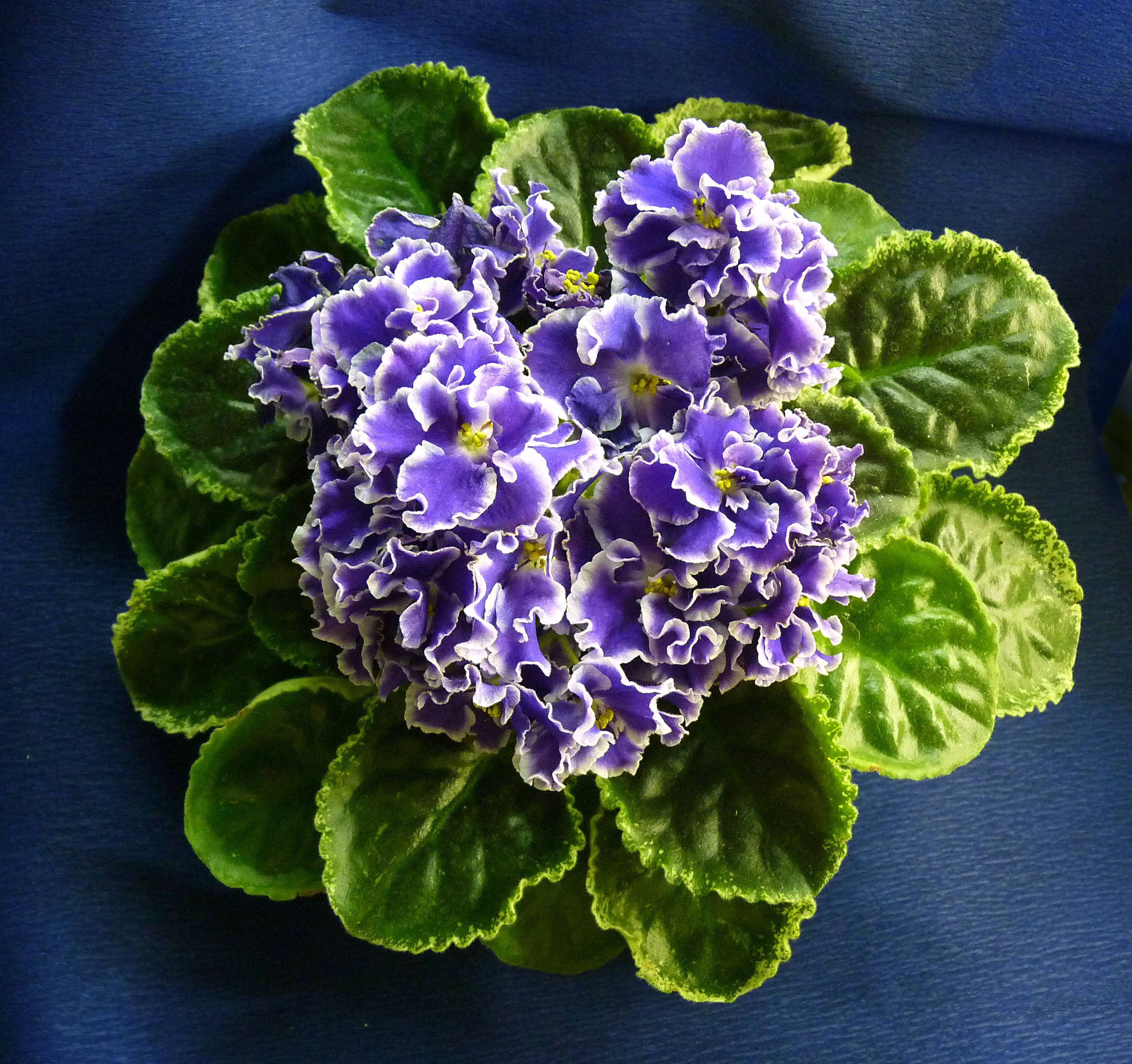 Фиалка «летние сумерки» — пестролистный сорт с фиолетовым букетом
