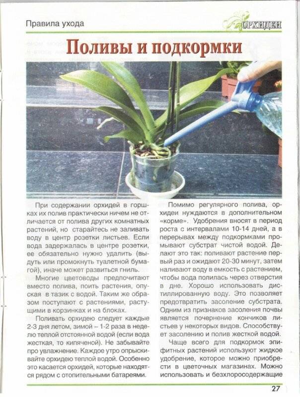 Как реанимировать орхидею: спасение цветка в домашних условиях - sadovnikam.ru