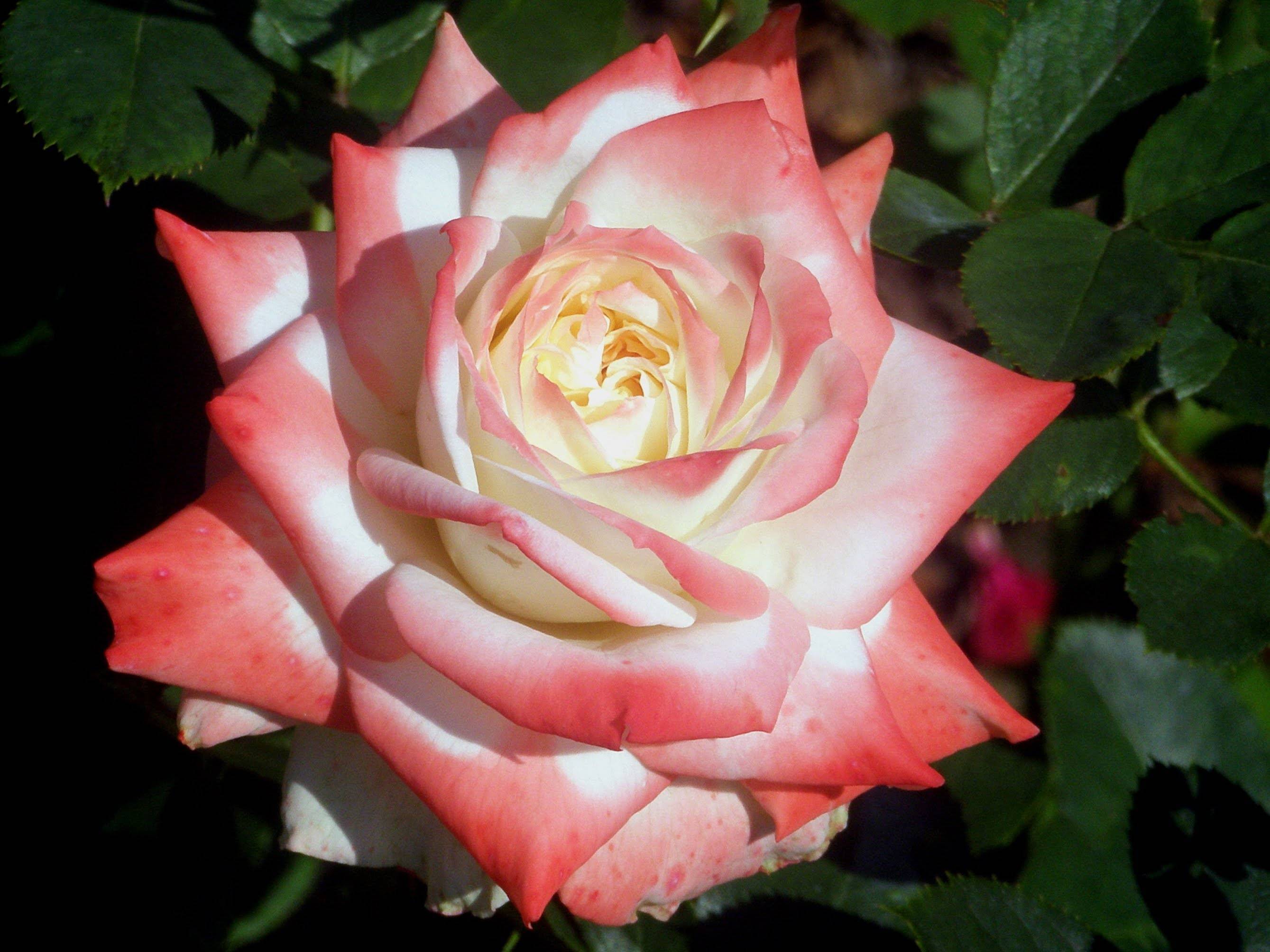 Роза императрица фарах: история, как выглядит роза фарах
