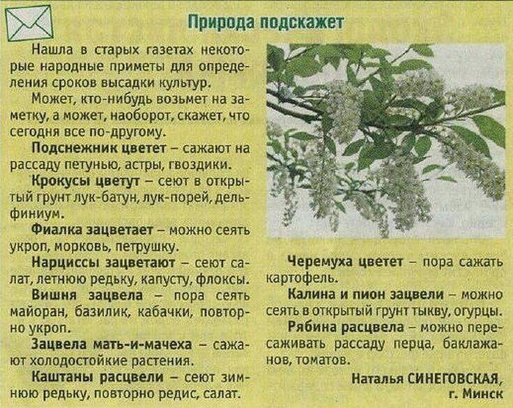 Приметы о растениях