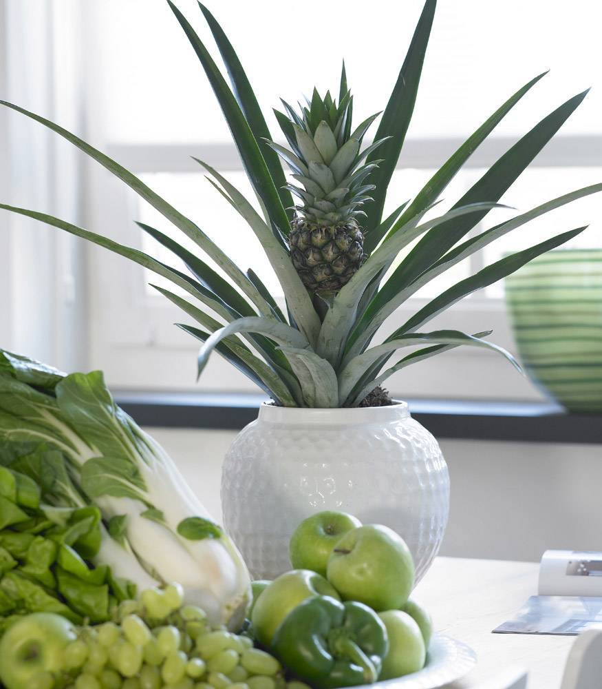 Правила выращивания ананаса в домашних условиях