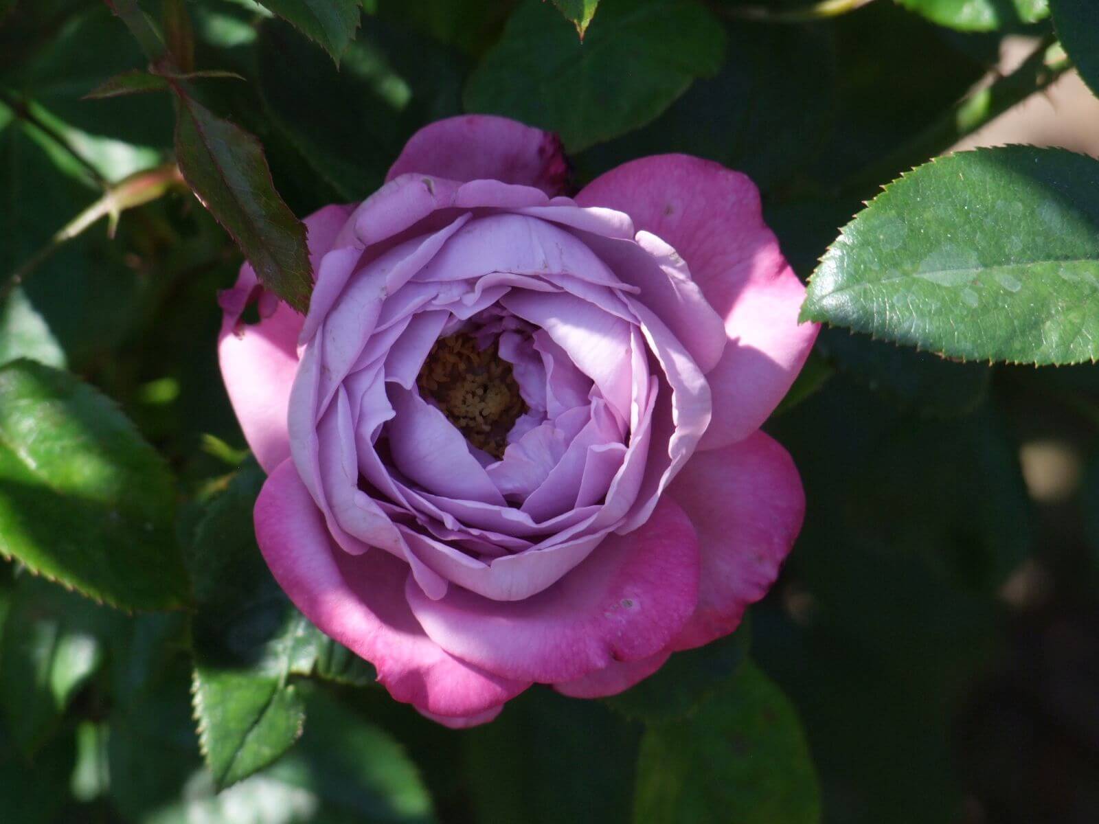 Основные сведения о розах флорибунда: посадка, правила ухода, размножение