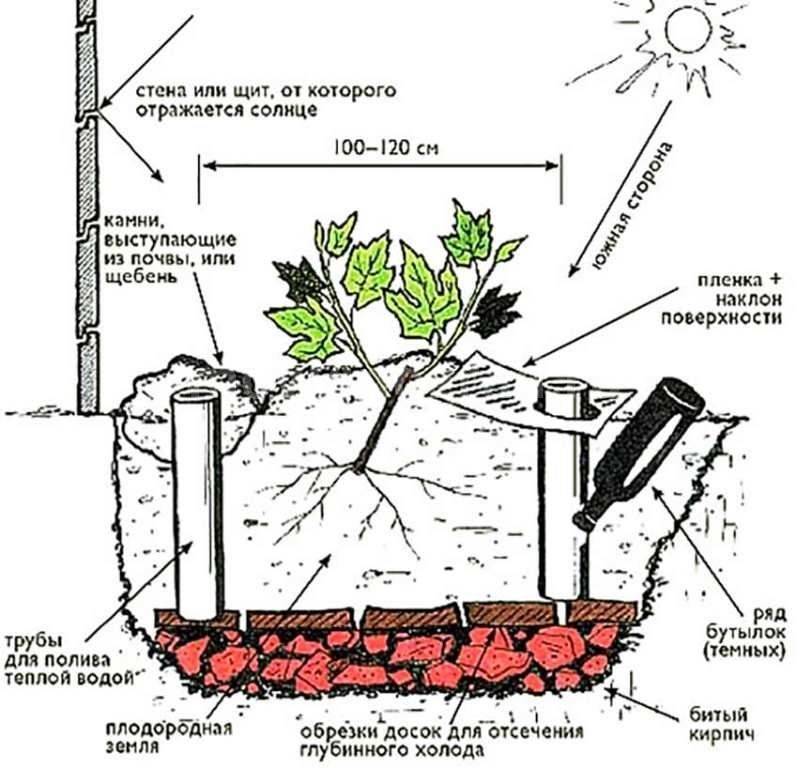 Что такое корень калгана: описание растения, лечебные свойства корня калгана, применение и противопоказания