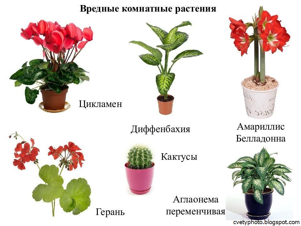 Каталог комнатных растений
