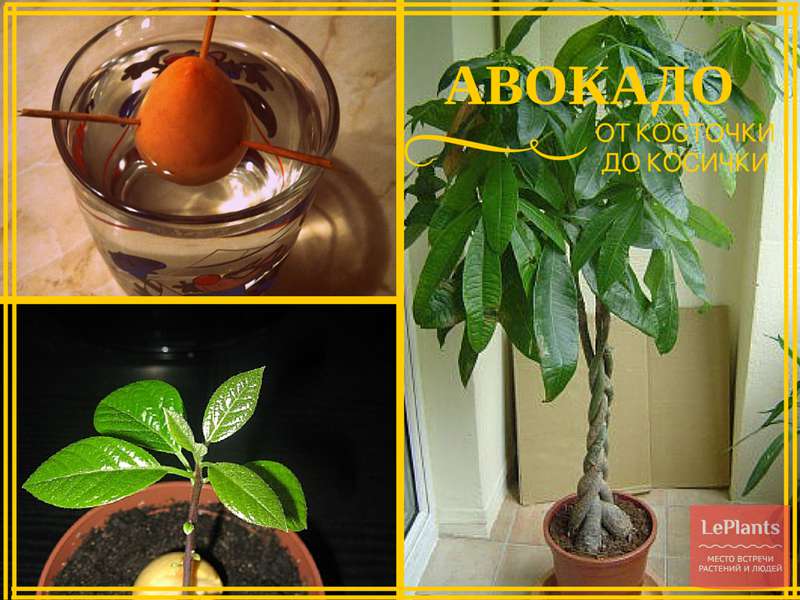 Как вырастить авокадо из косточки в домашних условиях, чтобы были плоды: пошаговый алгоритм действий по выращиванию экзотического деревца. 10 советов, чтобы вырастить авокадо из косточки дома