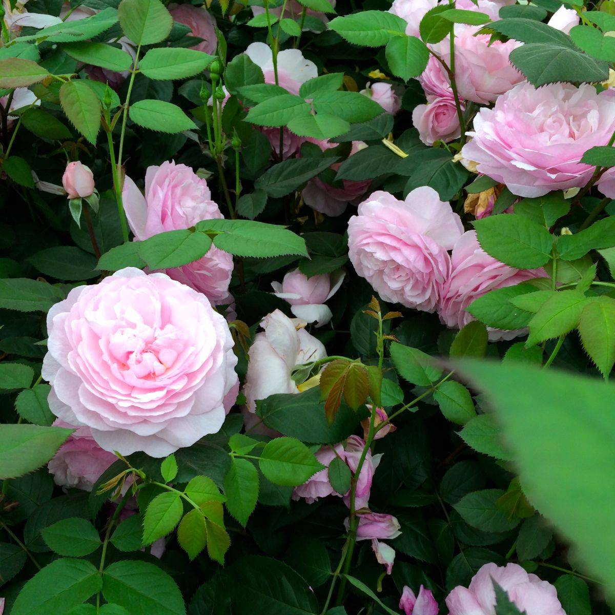 Описание розы джеймс галвей из коллекции остина- что это за сорт, как выращивать - veela