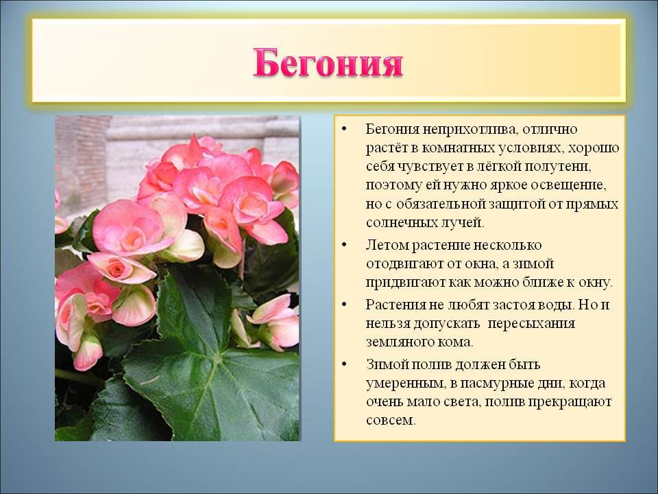 Бегония рекс: разножение и уход в домашних условиях, описание цветка и фото, выращивание комнатного растения из листа и семян