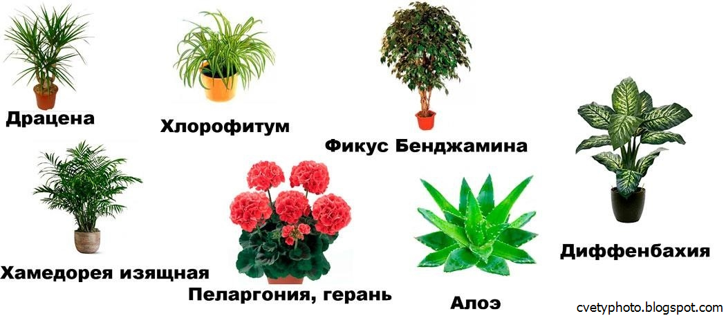 Экзотические и необычные комнатные растения | wikibotanika.ru