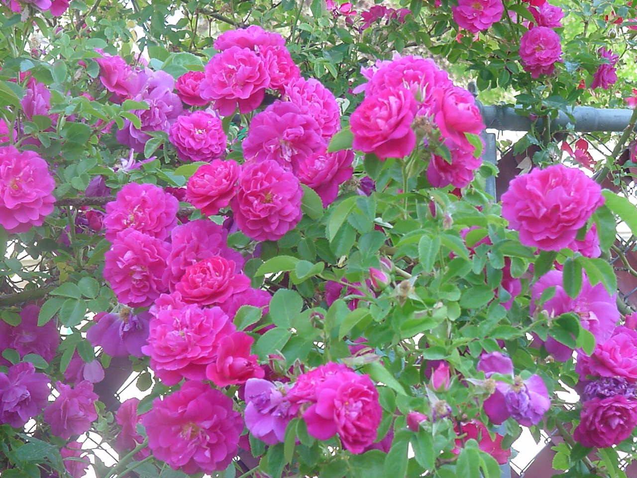 Выращивание канадской розы уильям баффин: что за корнесобственный парковый сорт