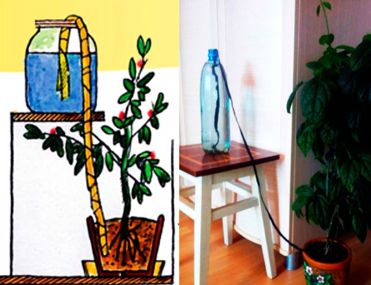 9 эффективных способов организации автополива для ваших комнатных растений, пока вы отсутствуете