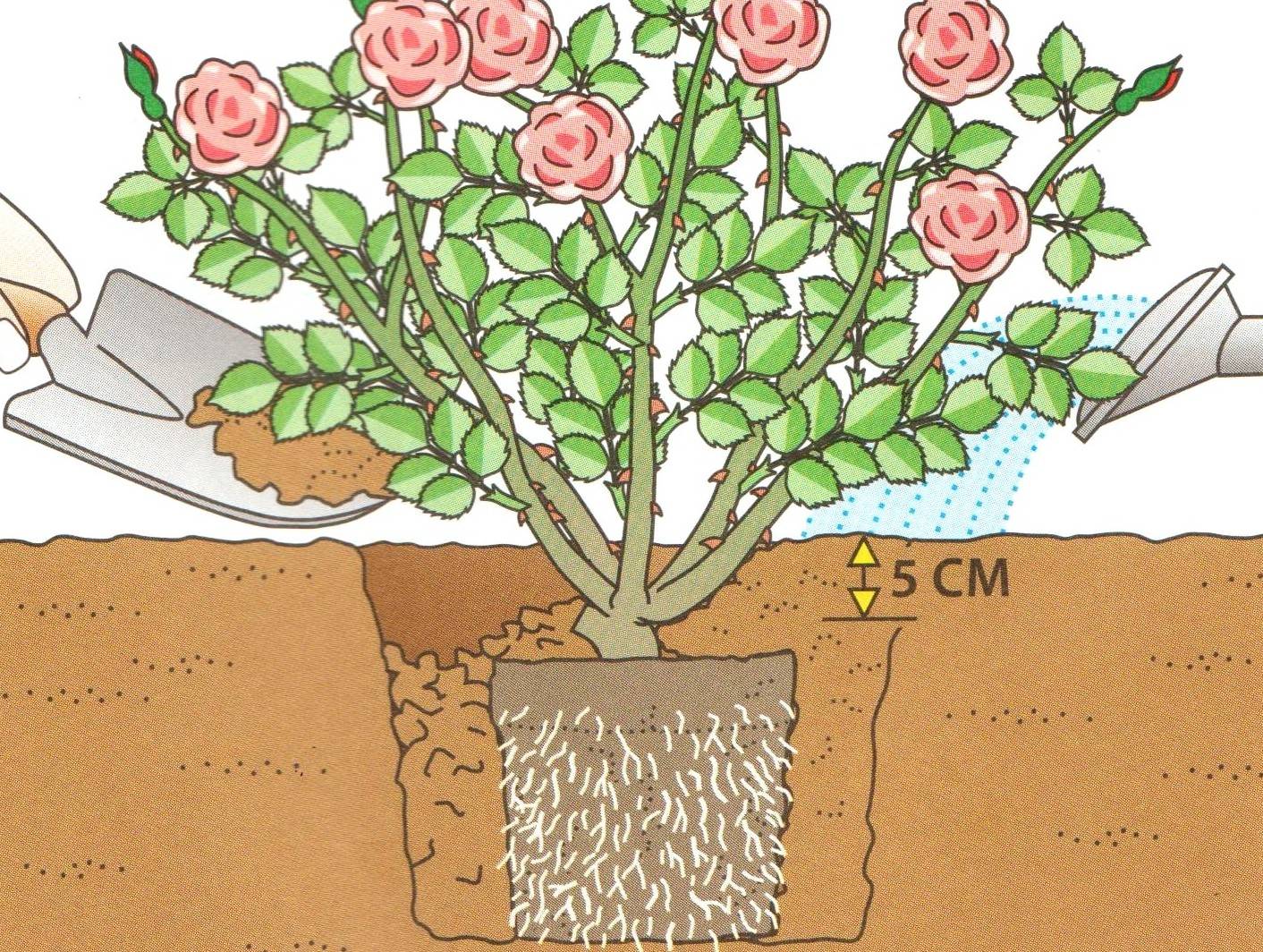 Как сажать розы весной в открытый грунт простым способом
