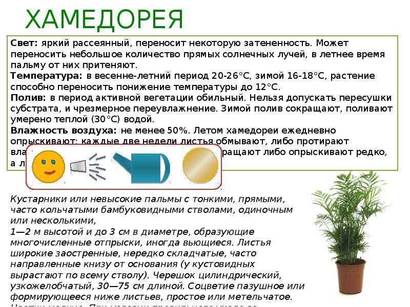 Хамедорея: уход в домашних условиях, описание основных видов, размножение и пересадка бамбуковой пальмы