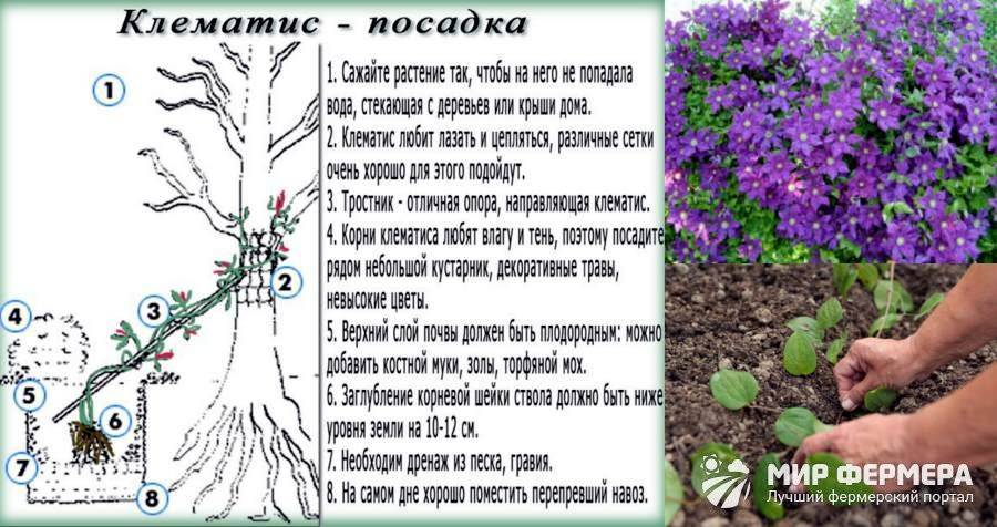 Цветок мискантус: посадка и уход в открытом грунте