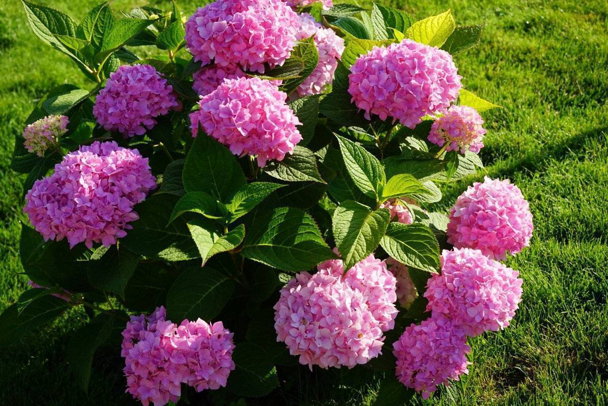 Гортензия: когда цветет садовая и комнатная, сколько цветет, на какой год после посадки
