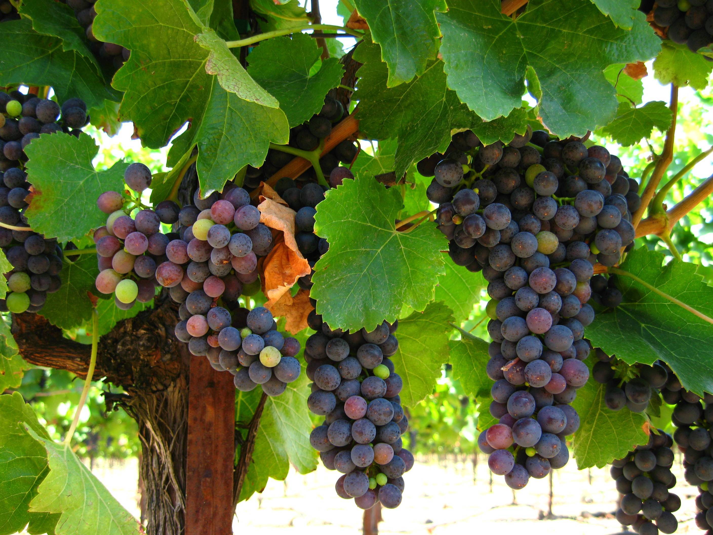 Девичий виноград посадка и уход фото, размножение, обрезка