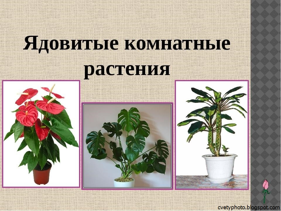 Ядовитые комнатные растения: фото и названия с описанием