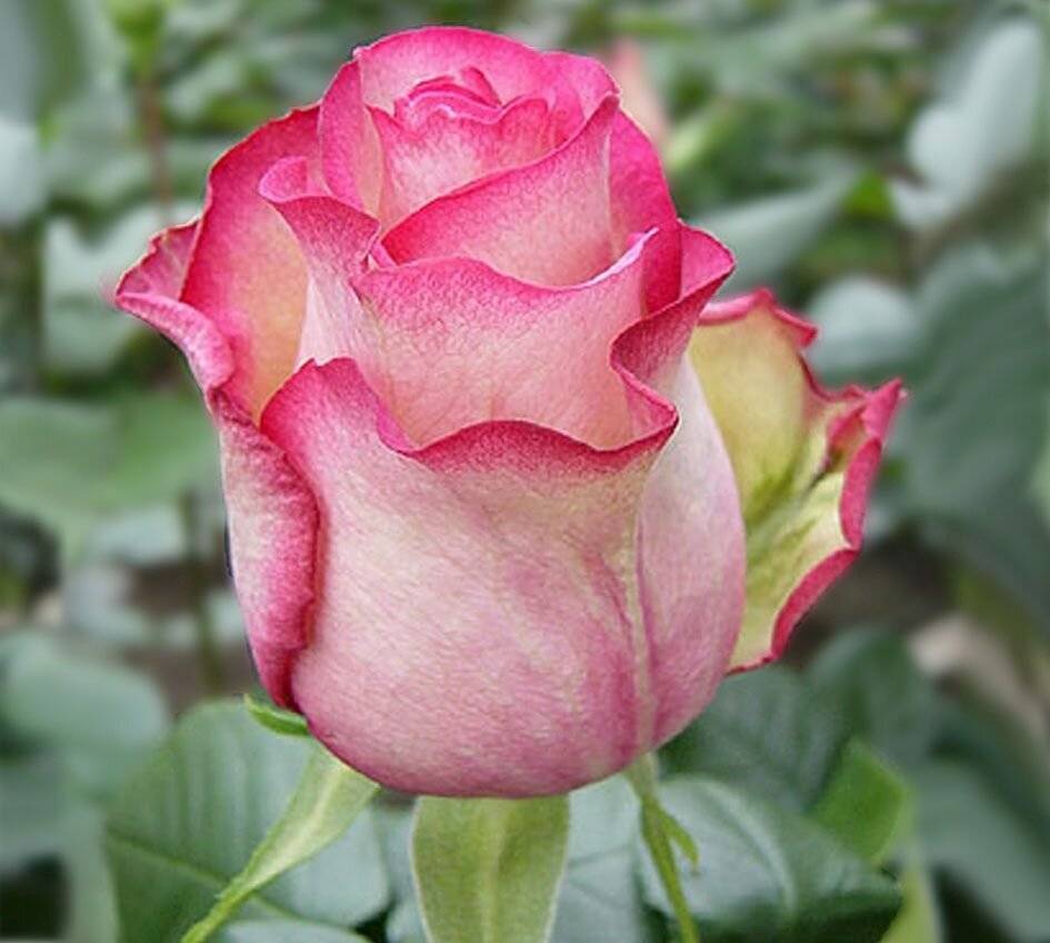 Сорта роз розового цвета с описанием и фото