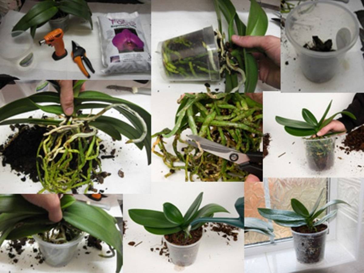 Описание пересадки орхидеи фаленопсис в домашних условиях пошагово: особенности и этапы процесса