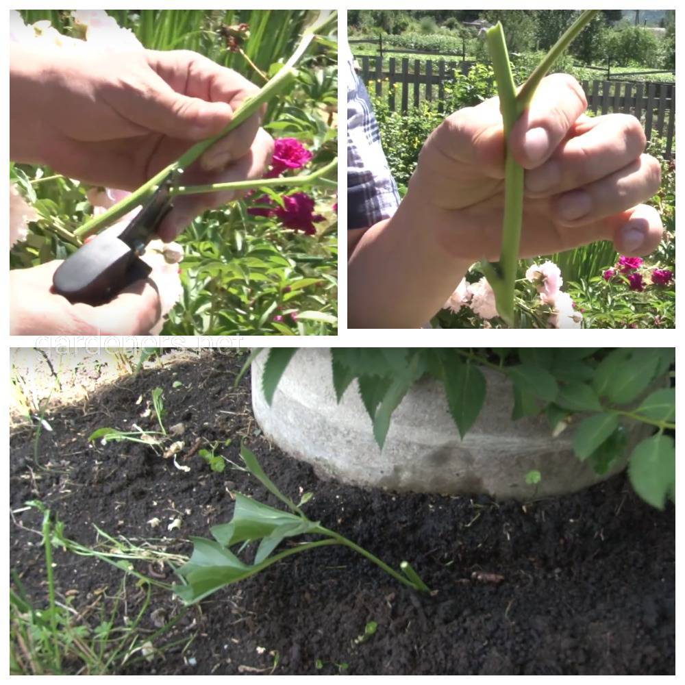 Пересадка пионов-когда лучше, весной или осенью | сад и огород