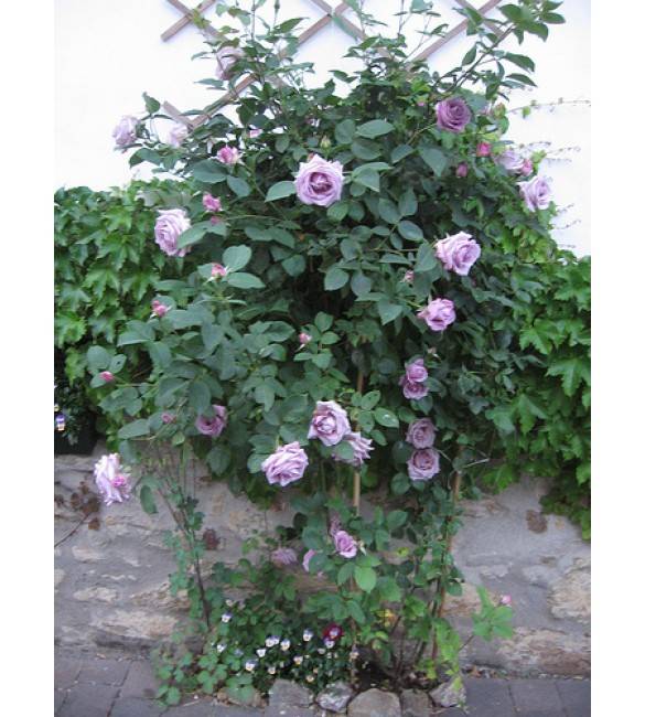 Плетистая роза «индиголетта»: описание сорта, отзывы, уход