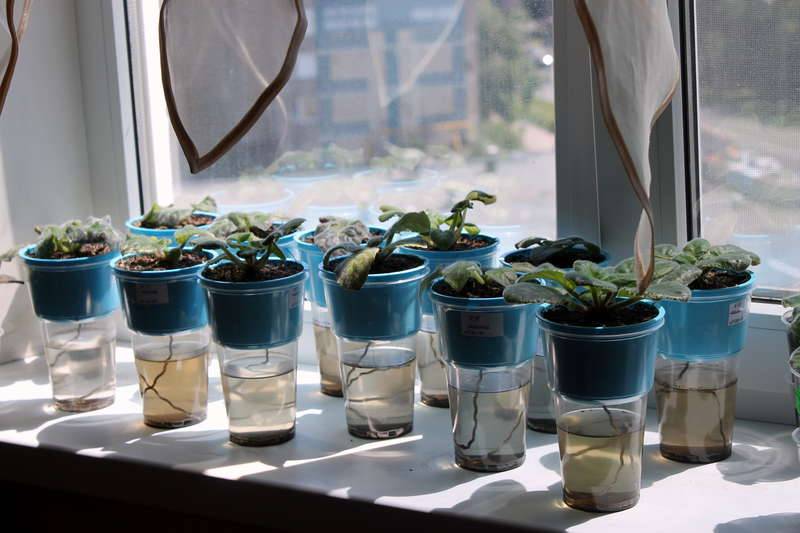 6 простых систем полива комнатных растений на время отпуска, которые уберегут растения от пересыхания