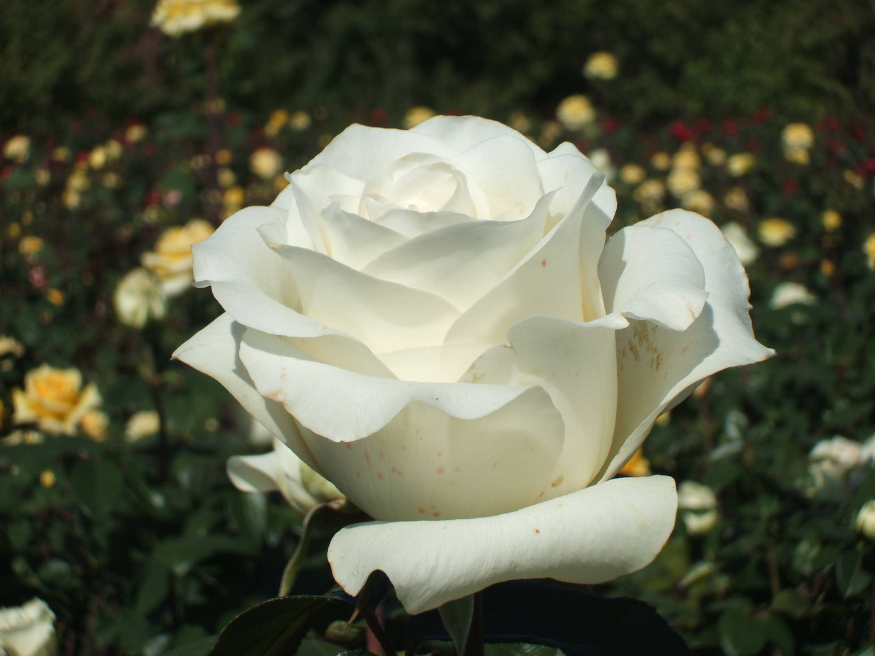 Роза анастасия: фото, описание, отзывы о выращивании чайно-гибридной красавицы, особенности посадки, выращивания и ухода, обрезка, подкормка