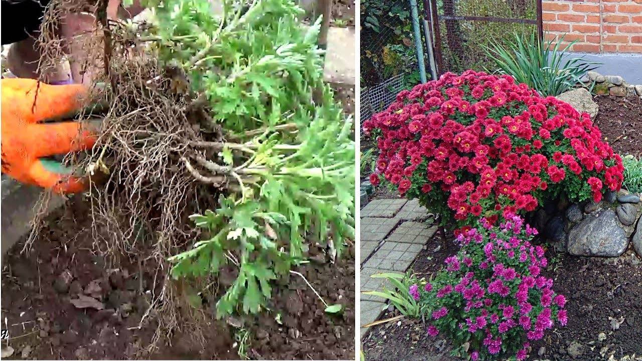 Молочай садовый (Euphorbia) — описание многоцветковых, болотных видов