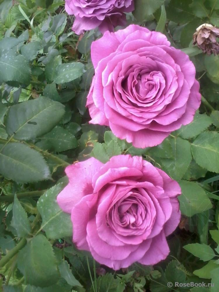 Клод брассер роза - описание, особенности, плюсы и минусы, правила выращивания