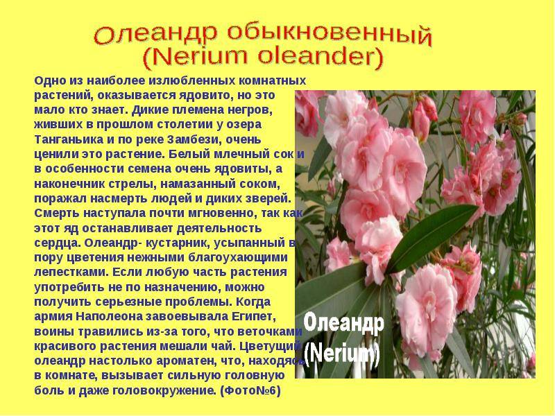 Олеандр- условия выращивания и размножения, сорта с фото