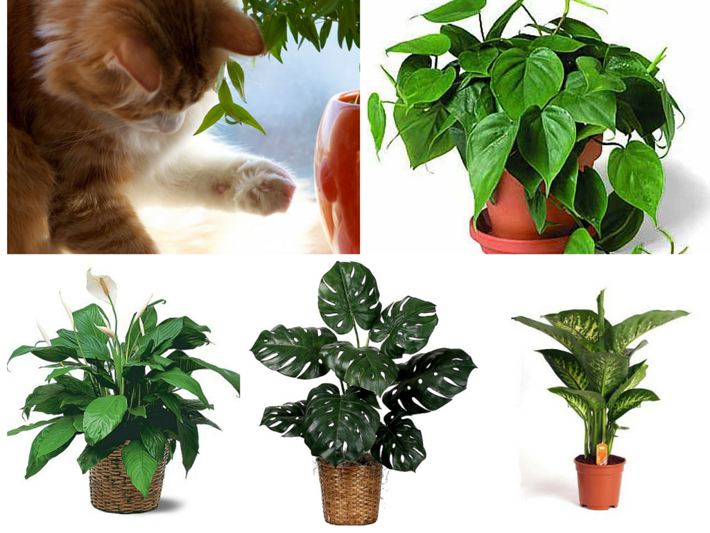 Комнатные растения, безопасные для кошек — список