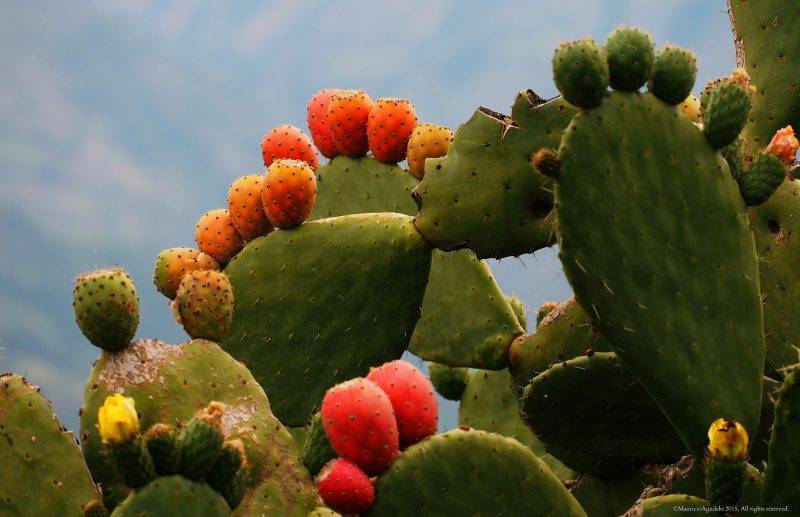 Плоды кактуса: что это такое и как они называются, все ли виды растения пустыни дают съедобные фрукты и ягоды, сколько раз в жизни так происходит, даны фотодача эксперт