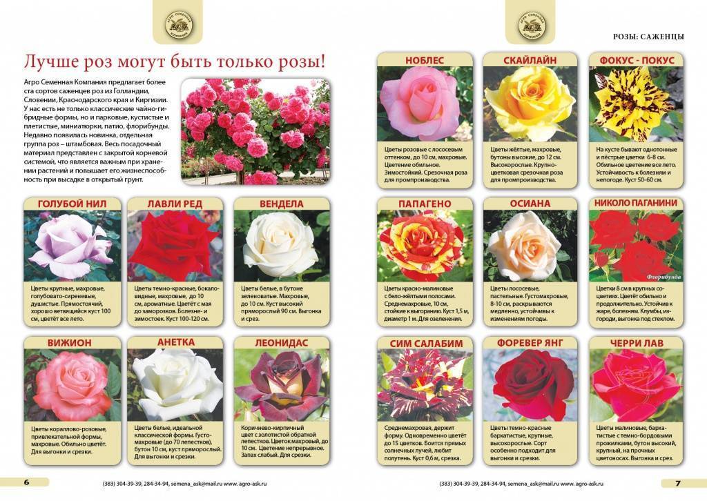 Розы-спрей: что это такое и как ухаживать за сортами таманго и лидия