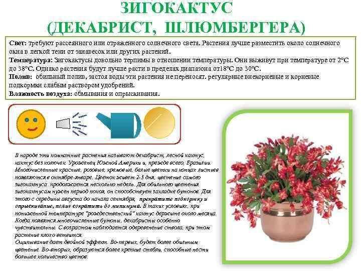 Луковичные растения дома: нерине или цветок нимф