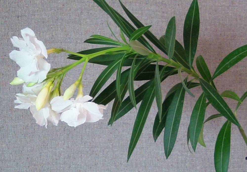 Олеандр цветок — уход в домашних условиях