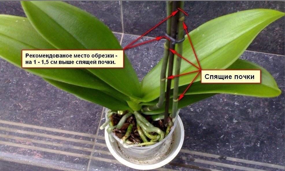 Как правильно осуществлять уход за орхидеей фаленопсис в домашних условиях